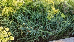 Crithmum maritimum