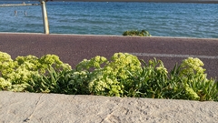 Crithmum maritimum