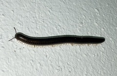 Pachyiulus flavipes