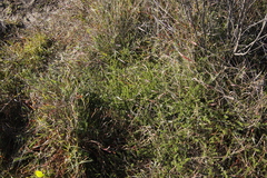 Aspalathus retroflexa retroflexa