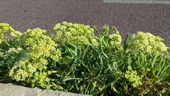 Crithmum maritimum