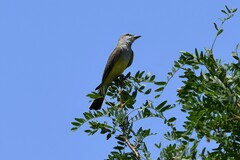 Tyrannus verticalis