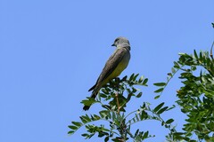 Tyrannus verticalis