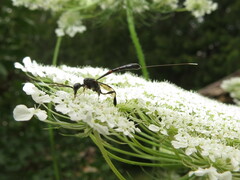 Gasteruption tarsatorium