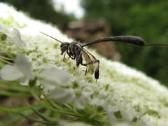 Gasteruption tarsatorium