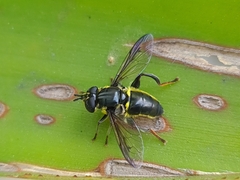 Quichuana