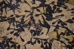 Rhinella limensis