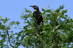 Quiscalus mexicanus