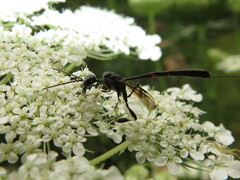 Gasteruption tarsatorium