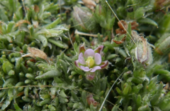 Spergularia rubra
