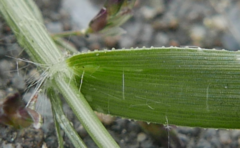 Eragrostis minor