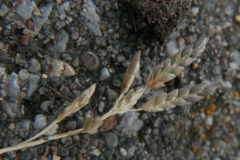 Eragrostis minor