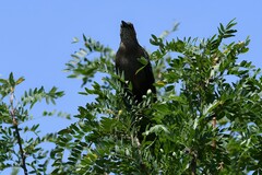 Quiscalus mexicanus