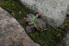 Plantago major intermedia