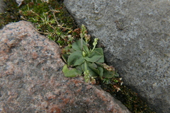 Plantago major intermedia