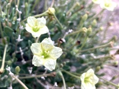 Acleisanthes lanceolata