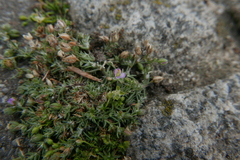 Spergularia rubra