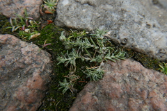 Spergularia rubra