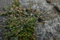 Spergularia rubra