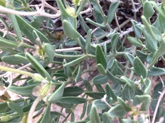 Acleisanthes lanceolata