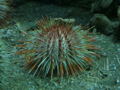 Gracilechinus acutus