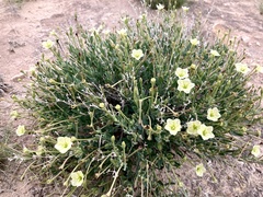 Acleisanthes lanceolata