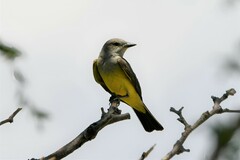 Tyrannus verticalis