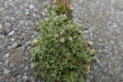 Spergularia rubra