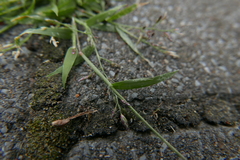 Eragrostis minor