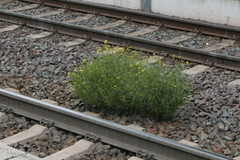 Senecio inaequidens
