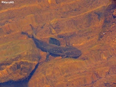 Ambystoma velasci