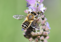 Megachile