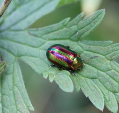 Oreina speciosa