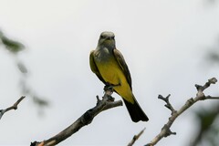 Tyrannus verticalis