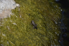 Rhinella limensis