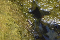 Rhinella limensis