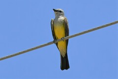 Tyrannus verticalis