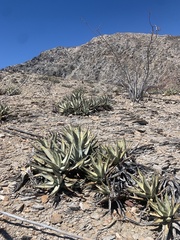 Agave cerulata