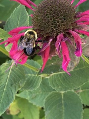 Bombus affinis
