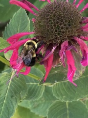 Bombus affinis