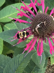 Bombus affinis