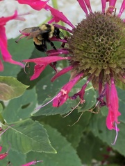 Bombus affinis