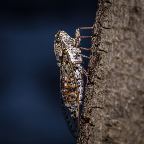 Ash Cicada, Gorges d'Héric, 34390 Mons, France, photo 9 of 10