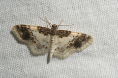 Hydrelia condensata