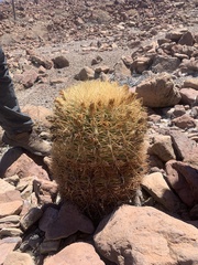 Ferocactus johnstonianus