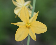 Echeandia mexicana