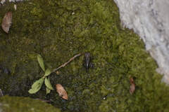 Rhinella limensis