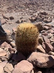 Ferocactus johnstonianus