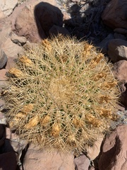 Ferocactus johnstonianus