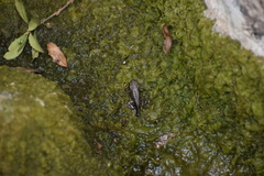 Rhinella limensis